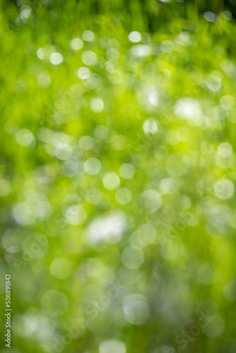 abstract blurred green background  nature bokeh