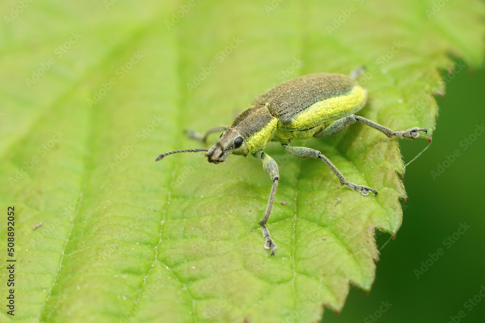 Closeup on a Yellow banded leaf weevil, Chlorophanus viridis sitting on a green leaf Closeup on a Yellow banded leaf weevil, Chlorophanus viridis sitting on a green leaf