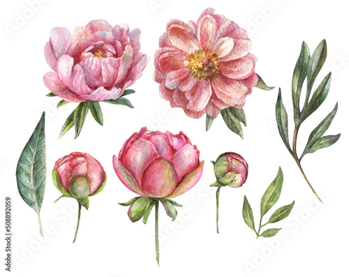 Fototapeta Naklejka Na Ścianę i Meble -  Watercolor set of pink peony flowers, petals, buds, stems and leaves