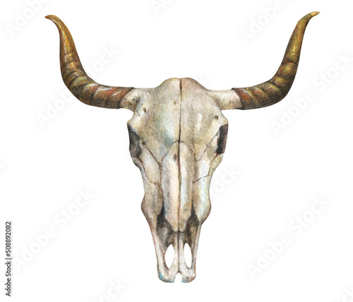 Watercolor illustration of cow skull in boho style isolated on white background