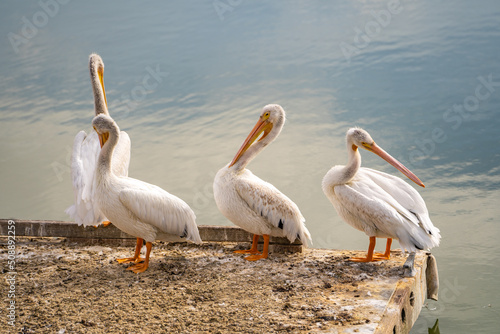 Group of pelicans stand on the boat dock. © Olga