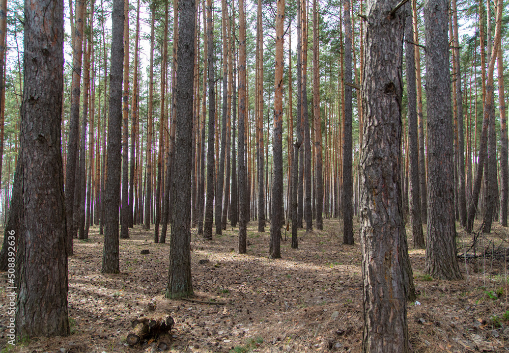 Obraz premium Trunks of coniferous trees in the forest as a background.