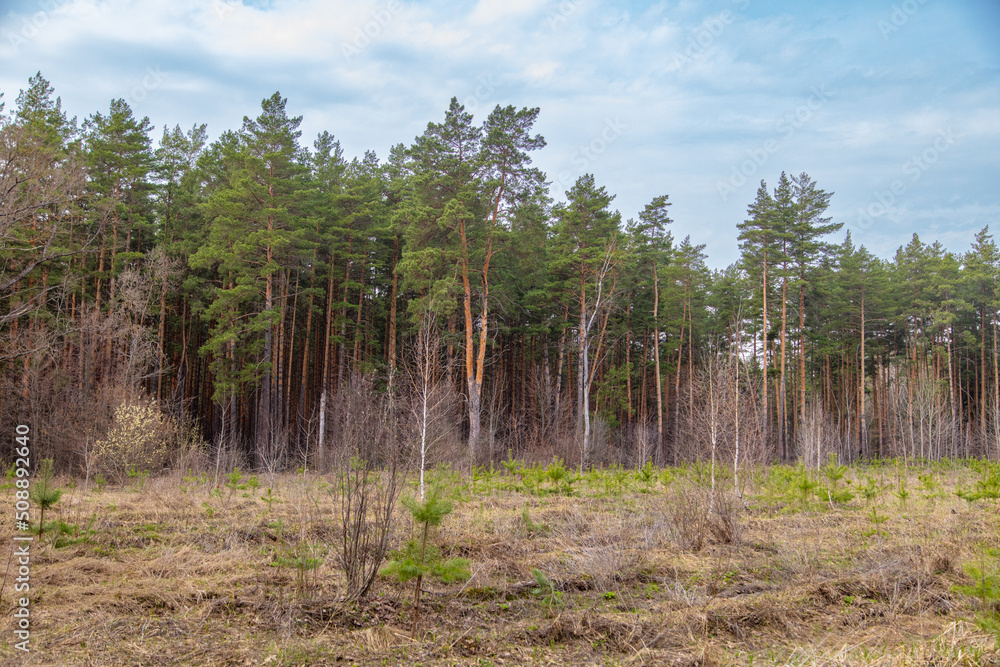 Pine trees in the forest as a background. Pine trees in the forest as a background.
