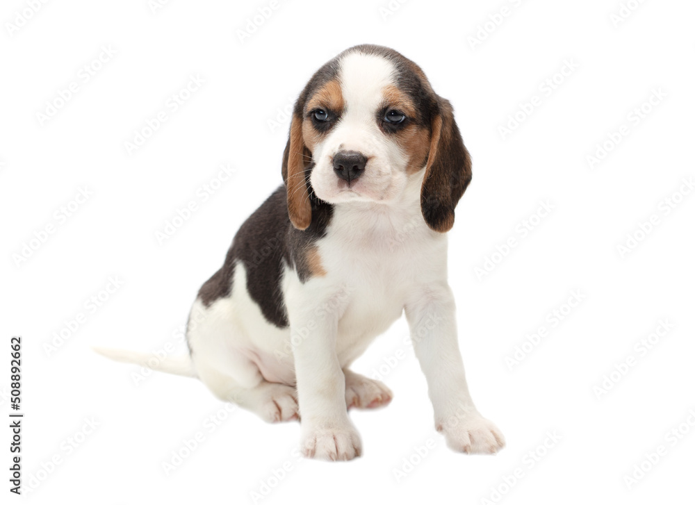 Dog puppy isolated on white background.