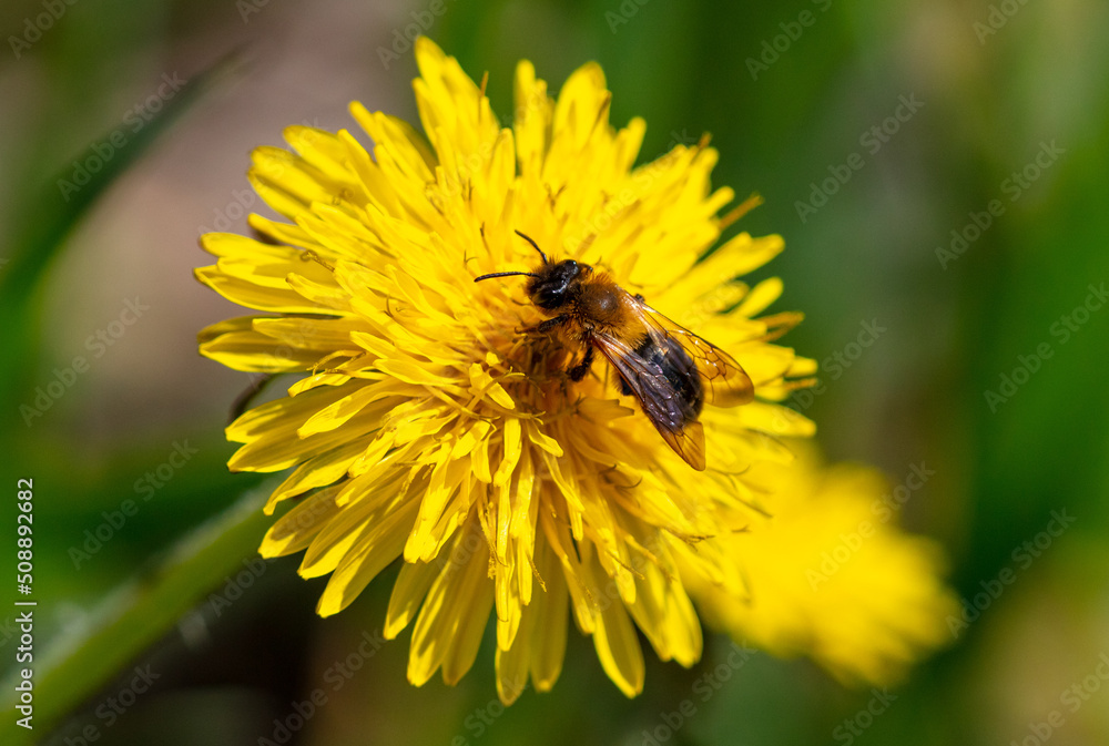 Bee on yellow dandelion flower in spring. Bee on yellow dandelion flower in spring.
