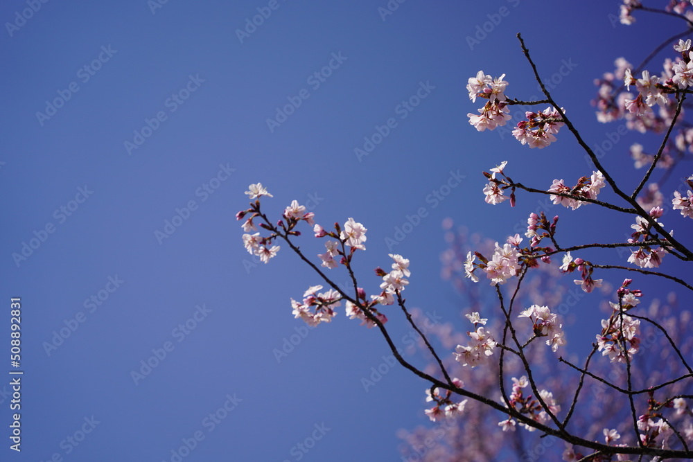 青空と桜の花びら