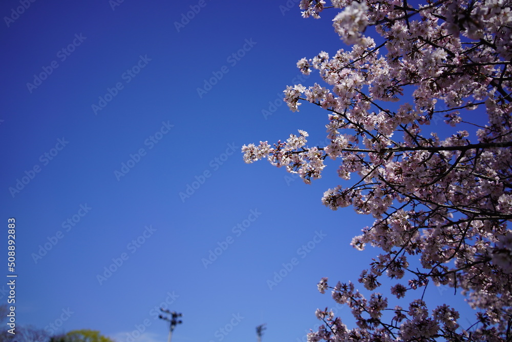 快晴の空と綺麗に咲いた桜の花びら