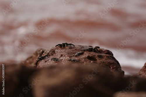 chocolate on the rocks