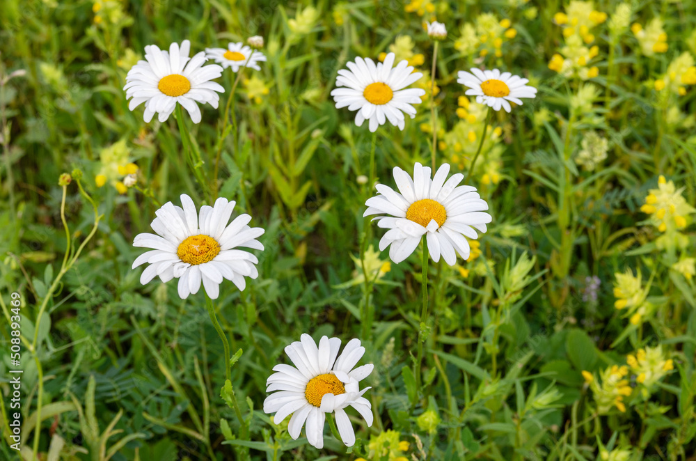 Fototapeta premium Summer, meadow, flowering daisies (Bellis perennis).