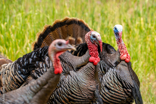 Close-up of male wild turkeys with tail feathers spread.
