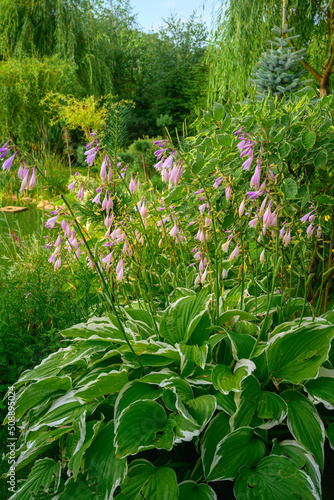 Hosta flowers after fain photo