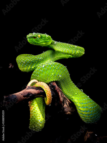 green snake in the tree