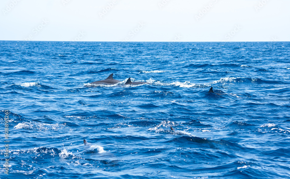 Fototapeta premium View of a group of wild dolphins
