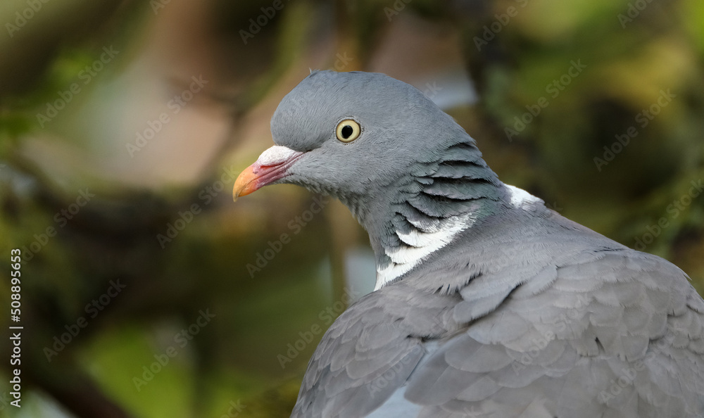 The common wood pigeon or common woodpigeon, also known as simply wood pigeon or woodpigeon, is a large species in the dove and pigeon family, native to the western Palearctic. The common wood pigeon or common woodpigeon, also known as simply wood pigeon or woodpigeon, is a large species in the dove and pigeon family, native to the western Palearctic.