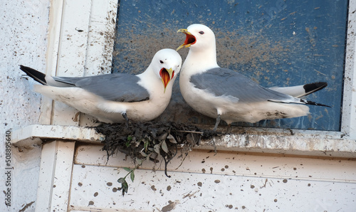 Fotografie, Tablou The kittiwakes are two closely related seabird species in the gull family Larida