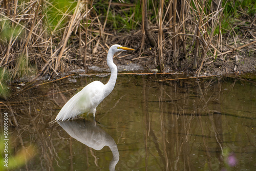 Great Egret (Ardea alba) stands in shallow water waiting for a prey. 
