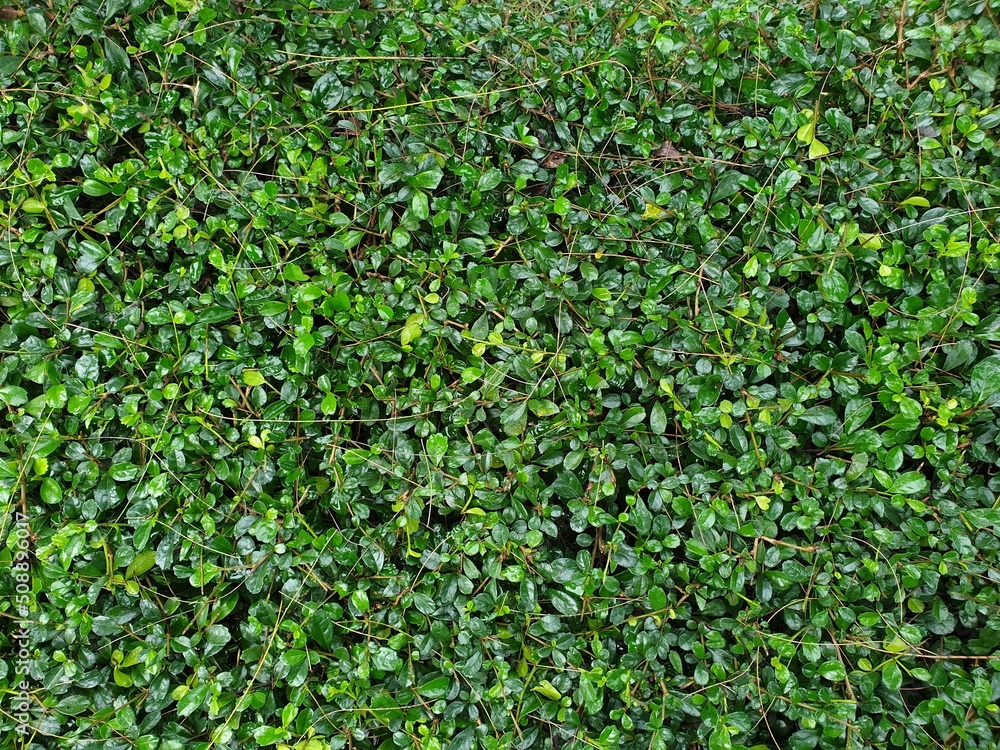 Greenery background of nature plant and leaf Greenery background of nature plant and leaf