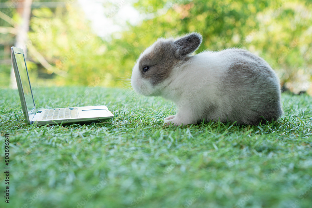 Adorable baby rabbit bunny with laptop studying online or working ...