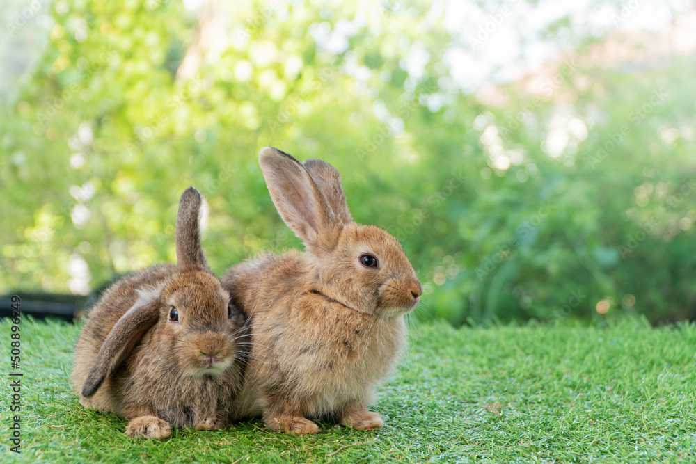 Cuddly furry rabbit bunny brown with family sitting and playful together on green grass over natural background. Two family baby bunny spring time on lawn. Easter newborn bunny family pet concept. Cuddly furry rabbit bunny brown with family sitting and playful together on green grass over natural background. Two family baby bunny spring time on lawn. Easter newborn bunny family pet concept.