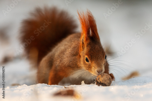 red squirrel (Sciurus vulgaris) found a nut in the snow © michal