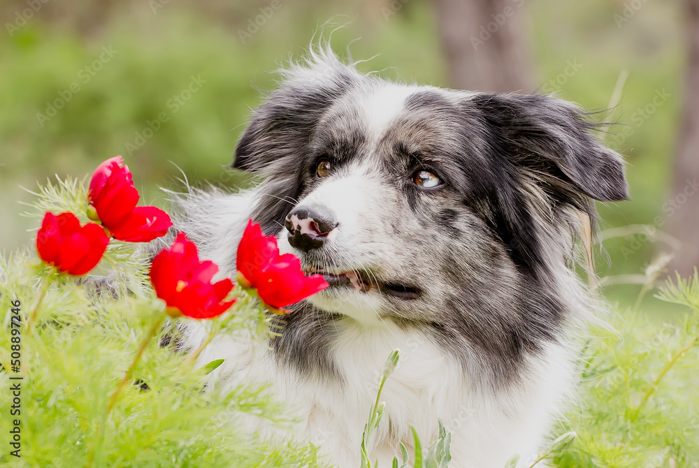 Portrait of a beautiful Border Collie dog on a sunny day.