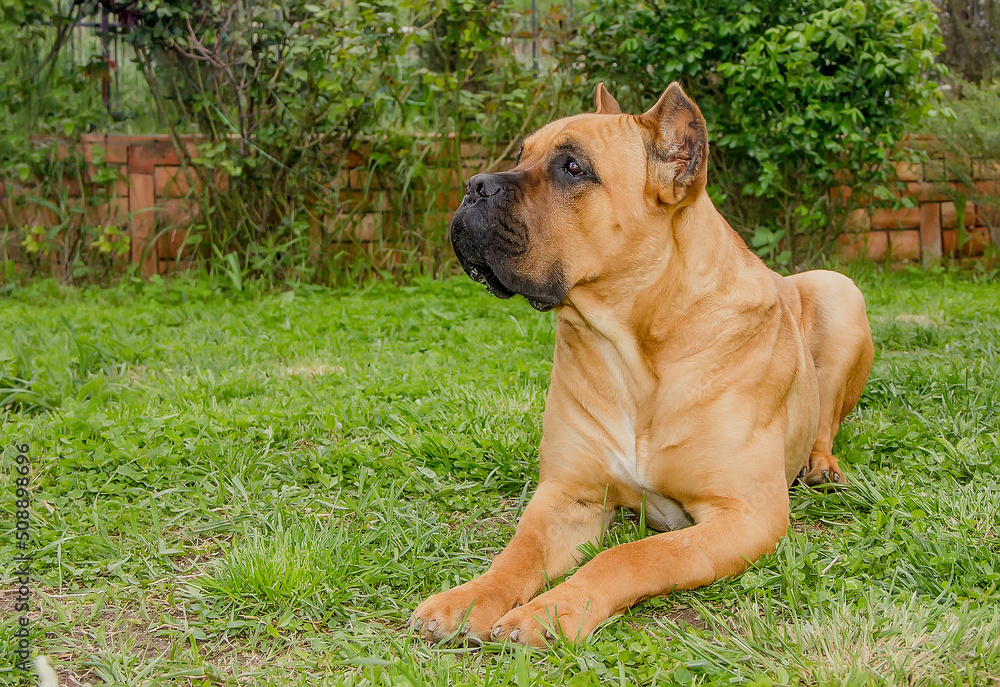 Young beautiful dog breed Cane Corso on a green lawn with an expressive look.