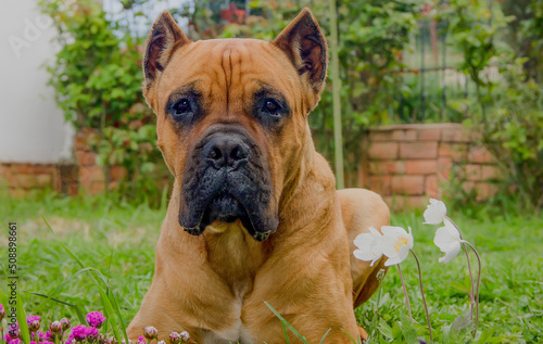 Portrait of a beautiful dog breed Cane Corso lies on a green lawn.