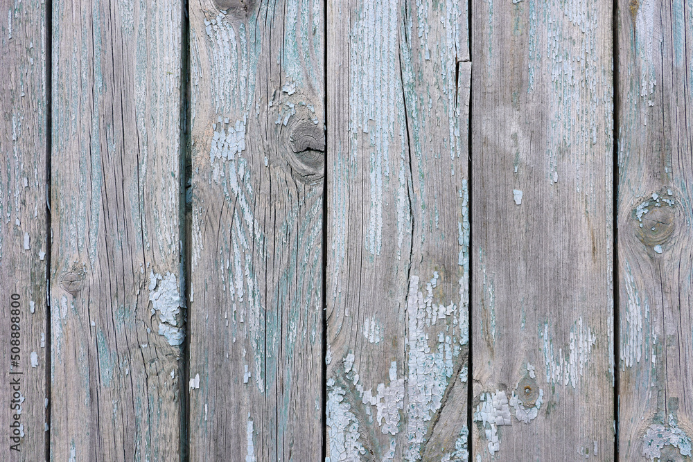 Naklejka premium Old wooden boards, wood wall texture. Grey panels with cracked blue paint for background
