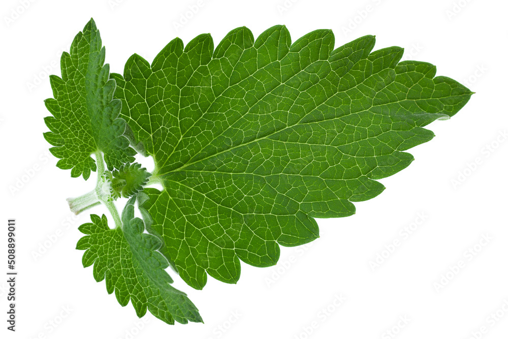 Fototapeta premium Nepeta herb leaf closeup