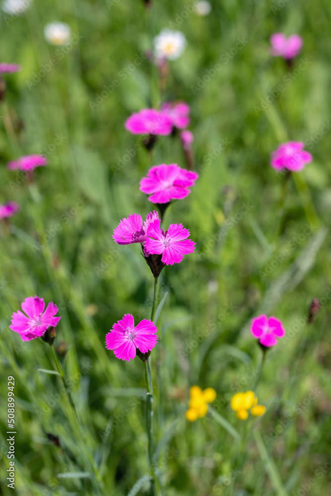 Group of Carthusian pink flowers (Dianthus carthusianorum). Group of Carthusian pink flowers (Dianthus carthusianorum).