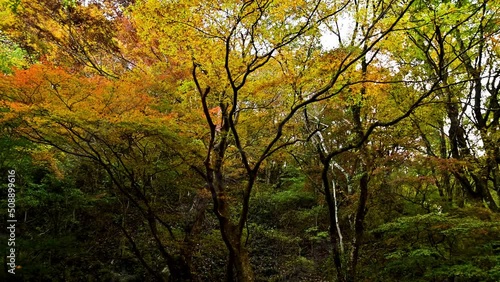 くじゅう連山の紅葉風景
Autumn leaves scenery of Kuju mountain range
「カエデ、モミジ、ナナカマド、ハゼ、ドウダンツツジ」
