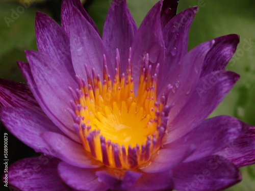 Beautiful purple lotus on the pond.