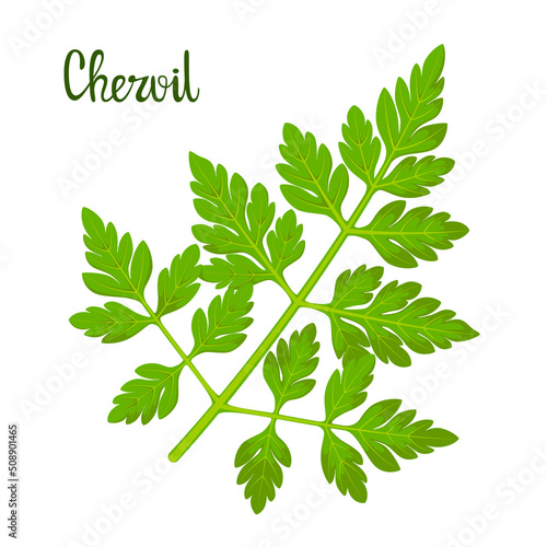 Canvas Print A sprig of chervil on a white background. Herbs.