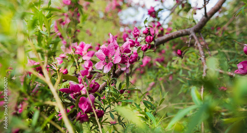 ornamental trees that bloom in May in Swedish gardens and a flower fly that collects nectar