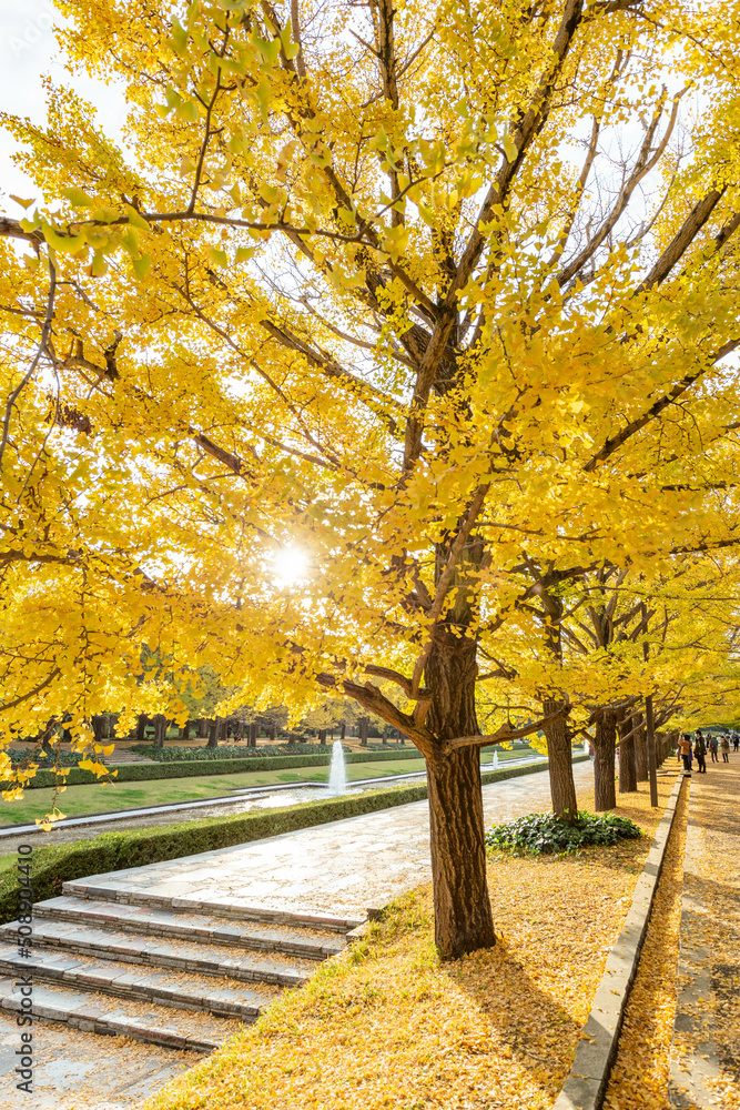 Naklejka premium 昭和記念公園とイチョウ