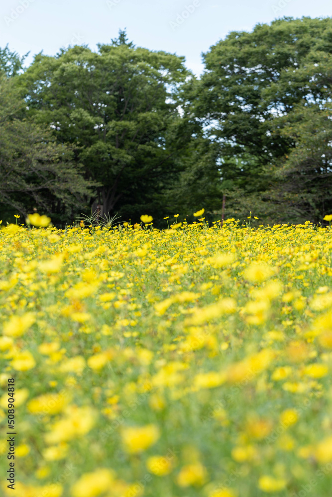 Obraz premium 黄花コスモス