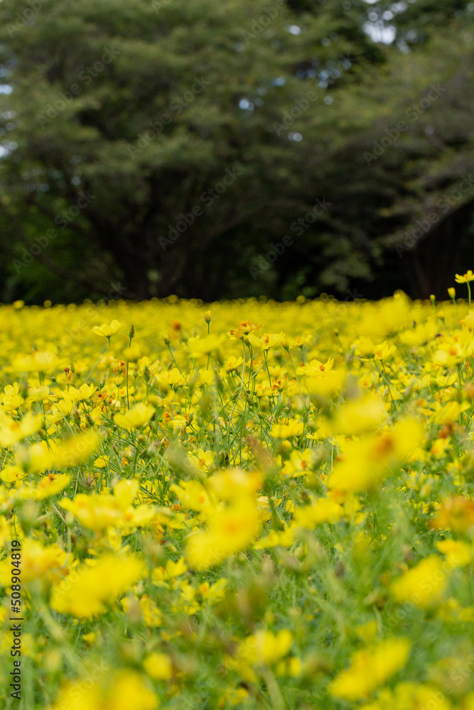 Fototapeta premium 黄花コスモス