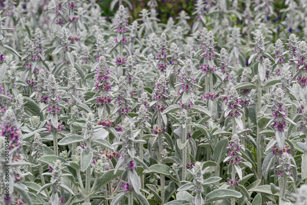 ラムズイヤーの群生　背景
