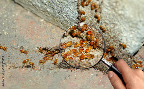 Termite Workers, Small termites, Work termites walk in the nest. Termites enlarge, zoom with magnifying glass.       photo