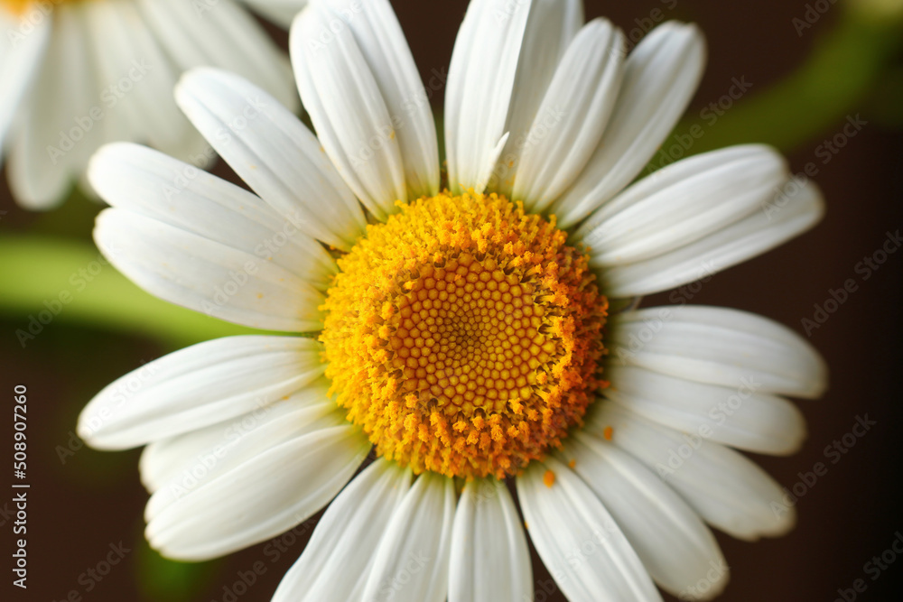 Naklejka premium Closeup of a field camomile flower