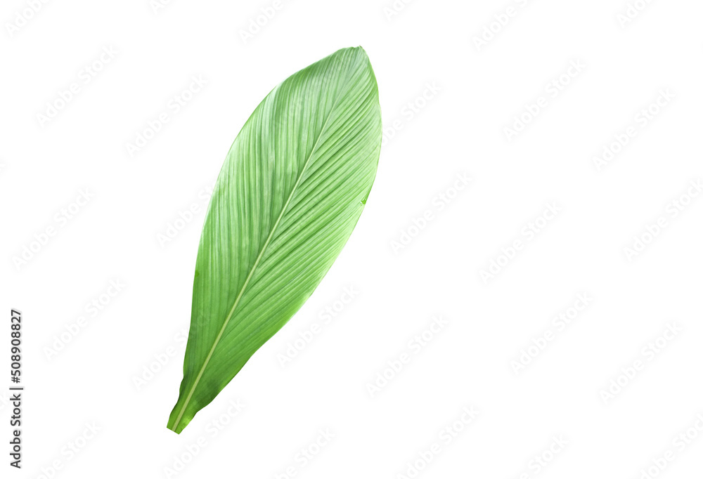 Obraz premium Isolated turmeric leaf with clipping paths.