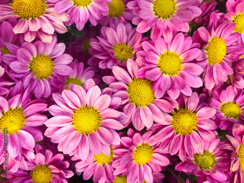 Fotografering Pink chrysanthemum flowerschrysanthemum wallpaper