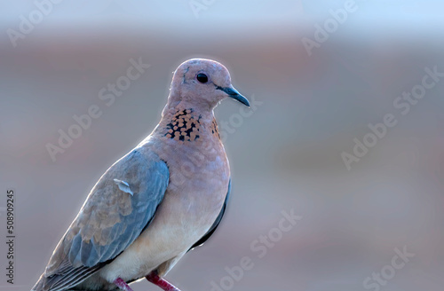 Photographie close up of a dove, 
The laughing dove is a small pigeon that is a resident bree
