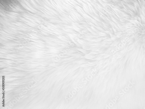 White clean wool texture background. light natural sheep wool. white seamless cotton. texture of fluffy fur for designers. close-up fragment white wool carpet... © Sittipol 