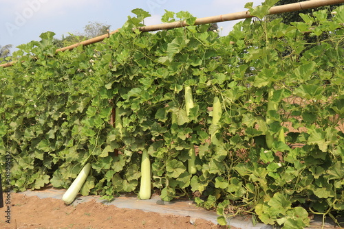 Tableau sur toile Bottle gourd plant with bottle gourd hanging in agricultural farm