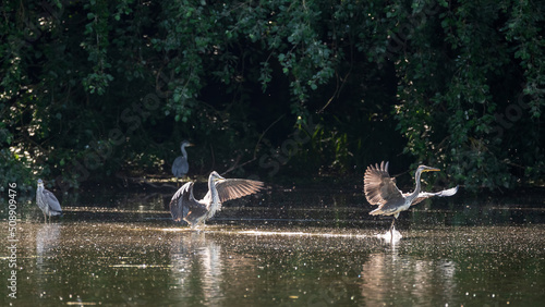 Adult male Grey Herons Ardea Cinerea fighting over mating rights at lakeside during Spring morning photo