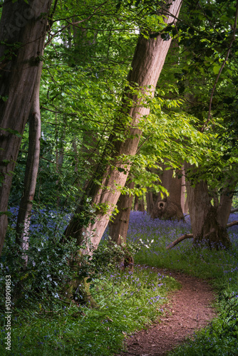 Beautiful majestic Spring bluebells forest sunrise in English countryside Hyacinthoide Non-Scripta