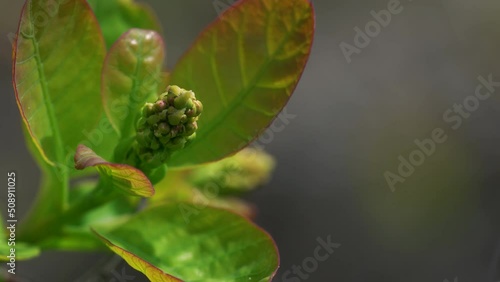 Wallpaper Mural Smoke Tree flowering and listening in spring (Cotinus coggygria) - (4K) Torontodigital.ca