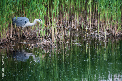 Beautiful image of Grey Heron Ardea Cinerea searching for food in reeds of wetlands landscape in Spring