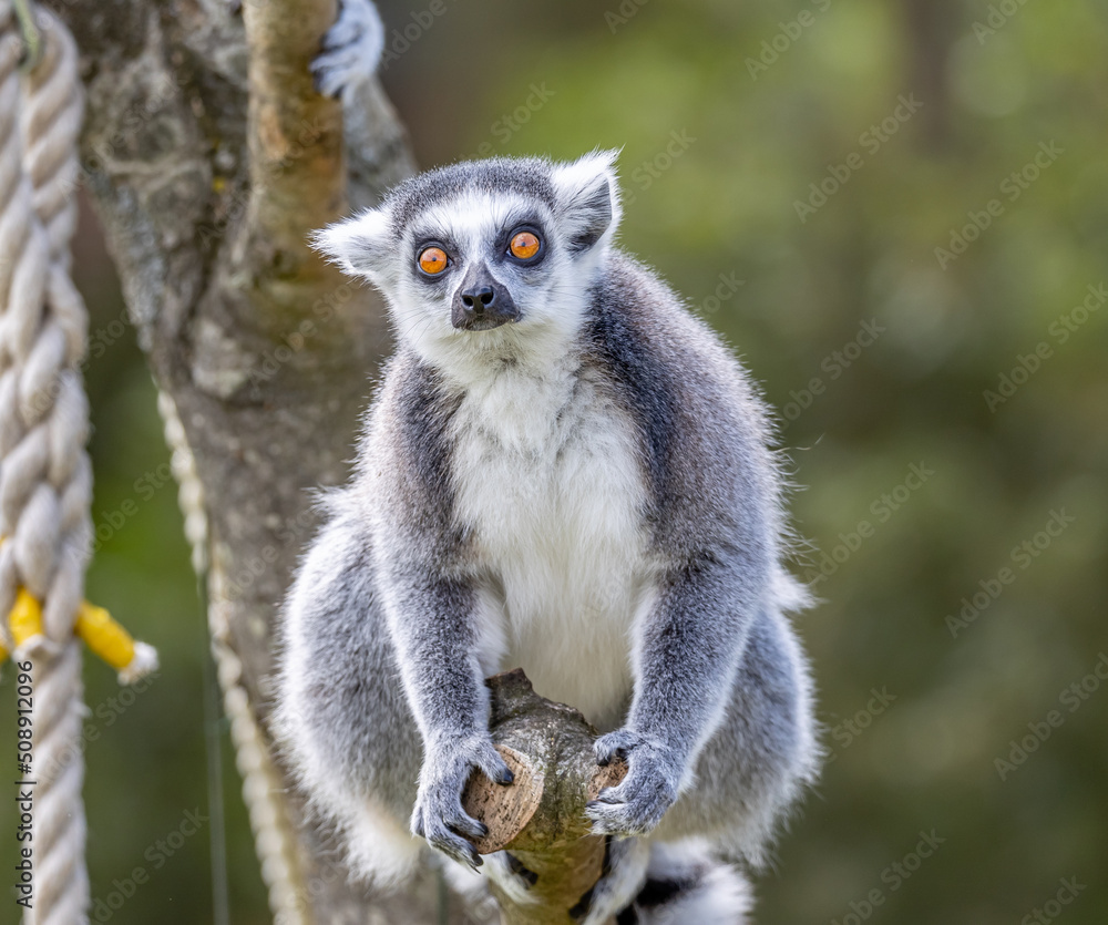 Obraz premium ring tailed lemur on tree